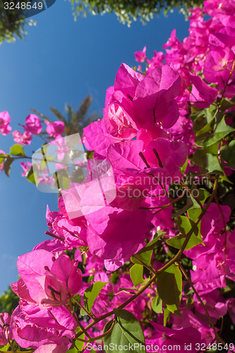 Image of pink bougainvillea, Sharm el Sheikh, Egypt.