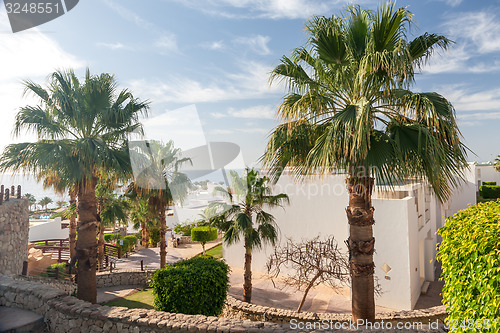 Image of Palm alley on  tropical egyptian beach