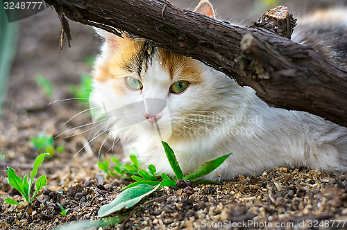 Image of street cat