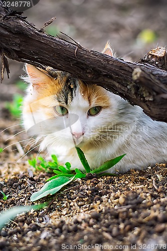 Image of street cat