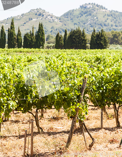 Image of Provence vineyard