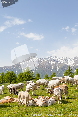 Image of Free calf on Italian Alps