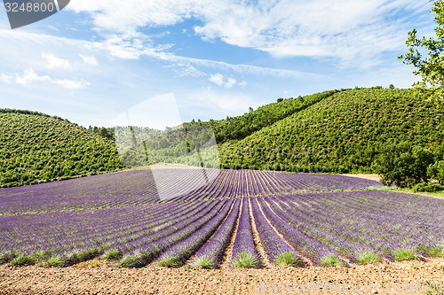 Image of Lavander field