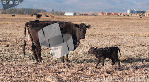 Image of Female Cow Births One Hour Old Calf Ranch Field
