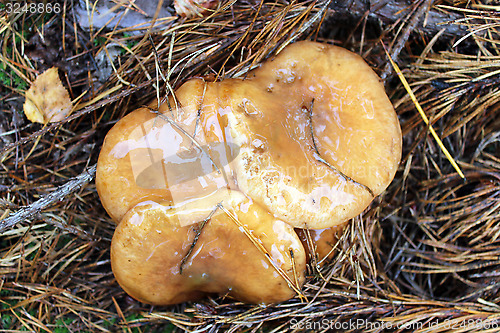 Image of nice mushrooms of Suillus