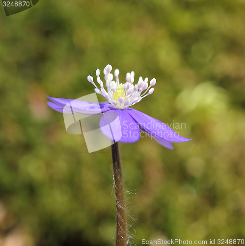 Image of Anemone hepatica