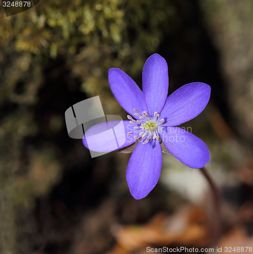 Image of Anemone hepatica