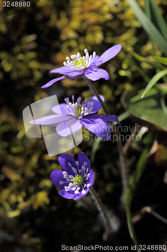 Image of Anemone hepatica.