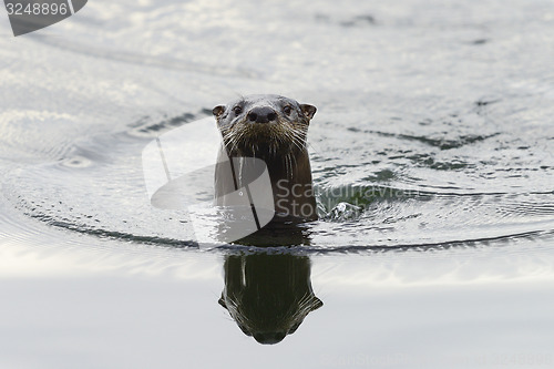 Image of river otter, crystal river