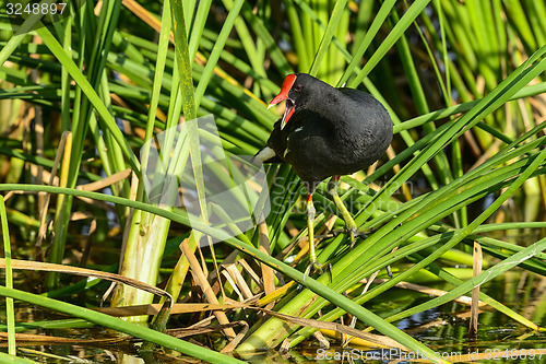 Image of common moorhen, viera wetlands