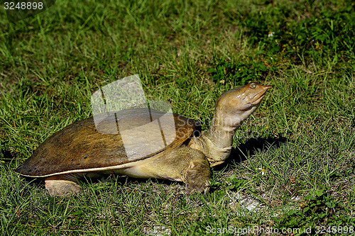 Image of florida softshell turtle, viera wetlands