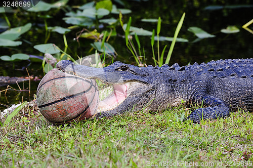 Image of american alligator