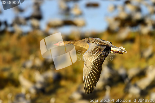 Image of greylag goose
