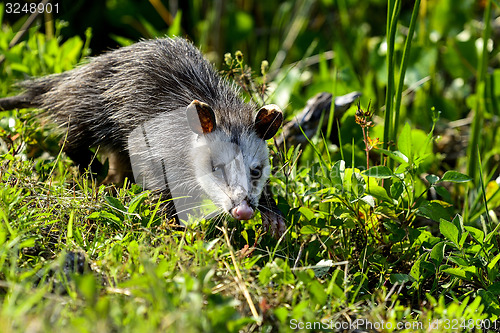 Image of virginia opossum, viera wetlands