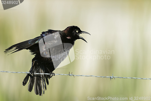 Image of common grackle, viera wetlands