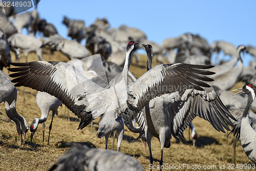 Image of eurasian crane