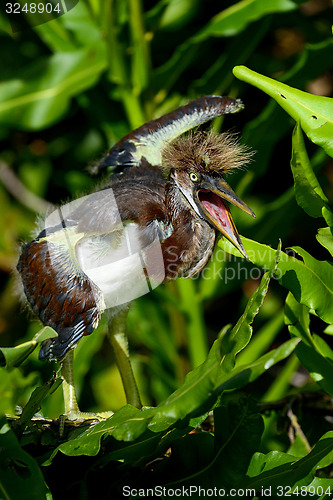 Image of tricolored heron, wacodahatchee wetlands