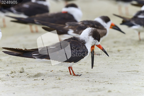 Image of black skimmer, rynchops niger