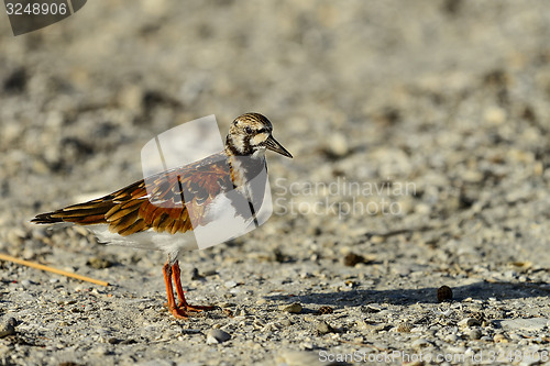 Image of ruddy turnstone, sanibel