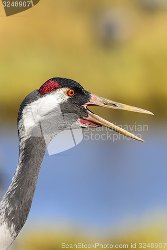 Image of eurasian crane