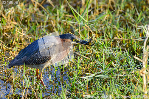 Image of green heron