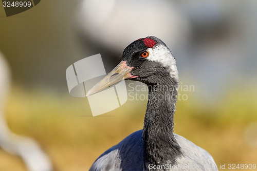 Image of eurasian crane