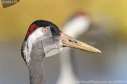 Image of eurasian crane