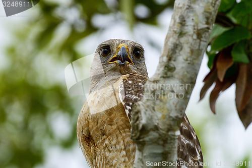 Image of buteo lineatus, red-shouldered hawk, everglades