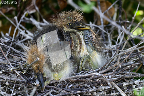 Image of tricolored heron, wacodahatchee wetlands