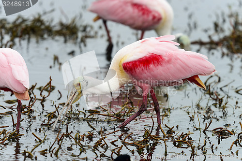 Image of roseate spoonbill