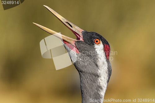 Image of eurasian crane