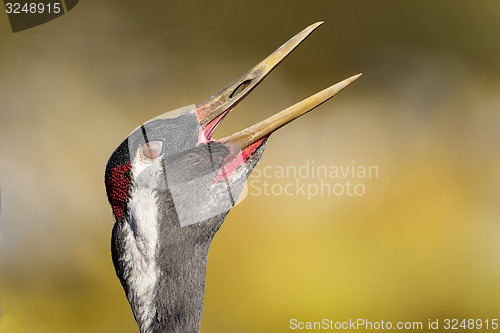 Image of eurasian crane