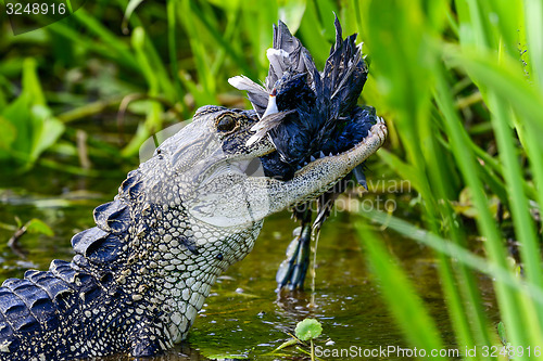 Image of american alligator, viera wetlands