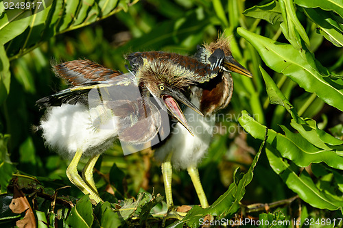 Image of tricolored heron, wacodahatchee wetlands