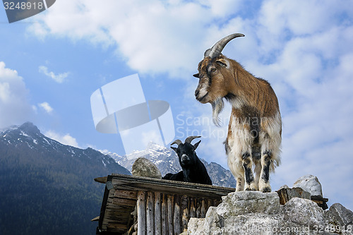 Image of goat, capra aegagrus hircus