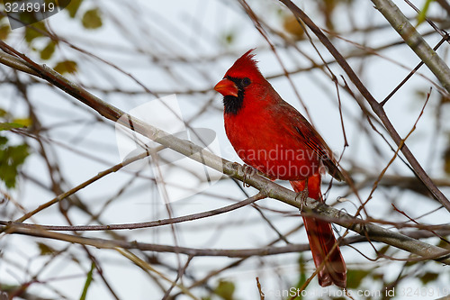 Image of northern cardinal