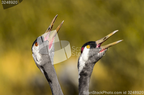 Image of eurasian crane