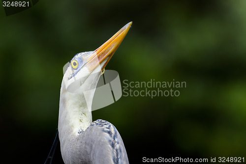 Image of great blue heron