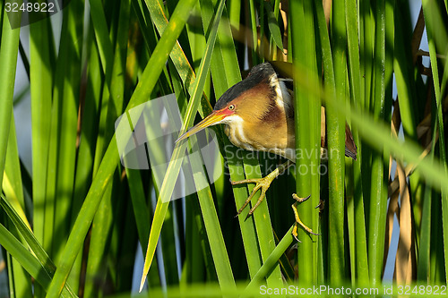 Image of least bittern, viera wetlands