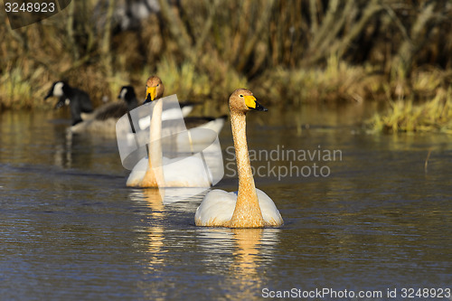 Image of whooper swan