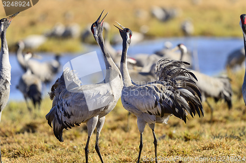 Image of eurasian crane