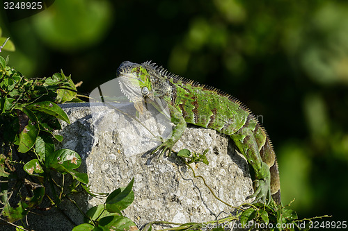 Image of green iguana