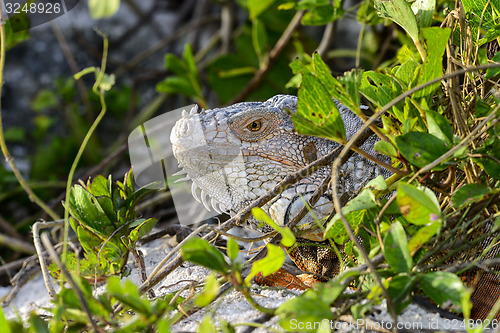 Image of green iguana