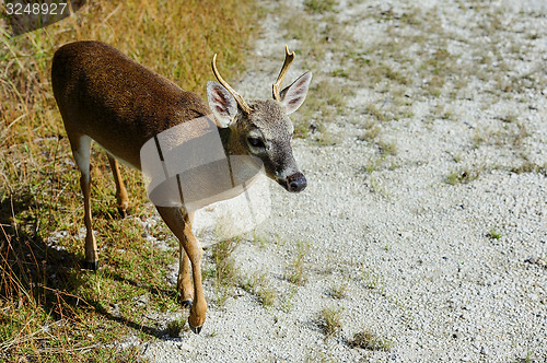 Image of key deer