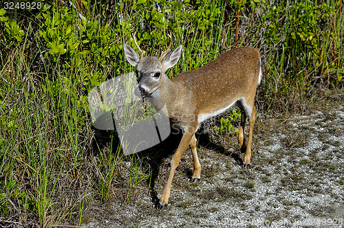 Image of key deer