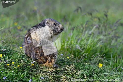 Image of alpine marmot, großglockner