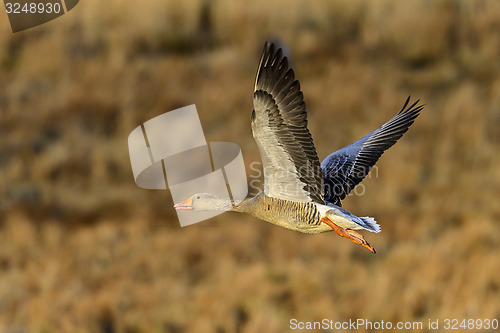 Image of greylag goose