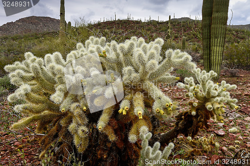 Image of teddybear cholla cactus at saguaro national park, az
