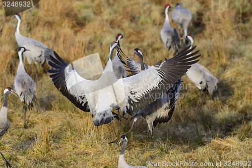 Image of eurasian crane