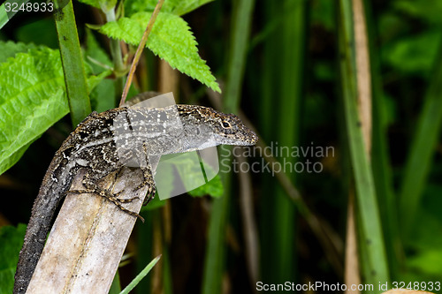 Image of brown anole, everglades, florida